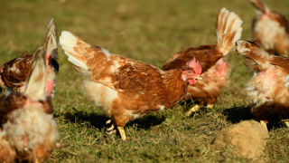 La production de poulets Label Rouge a augmenté de 5 % sur les six premiers mois de 2025 par rapport à la même période en 2024. La production de poulets Label Rouge a augmenté de 5 % sur les six premiers mois de 2025 par rapport à la même période en 2024.